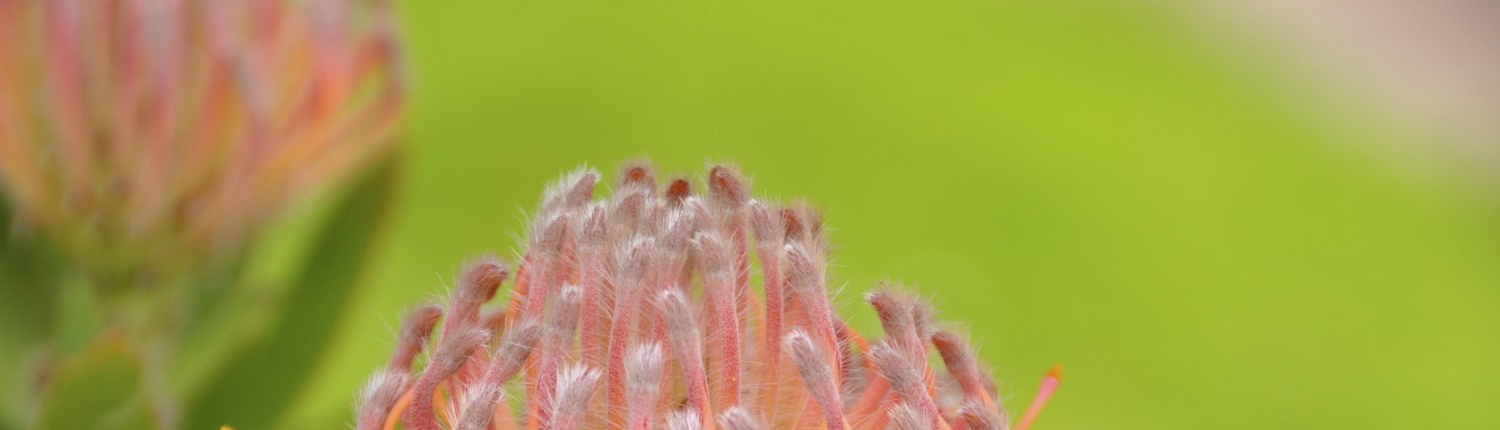 Leucospermum flower, close up, symbol of virtual teamwork