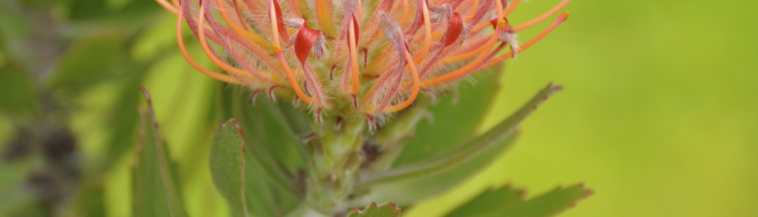 Leucospermum flower, close up, symbol of virtual teamwork